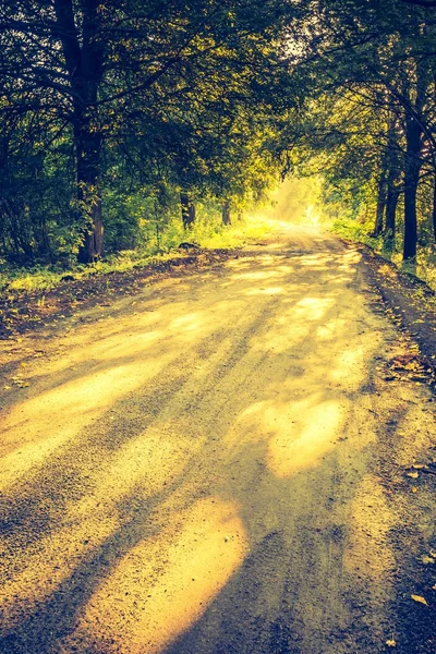 Vintage photo of beautiful trees alley illuminated by morning light — Stock Photo, Image