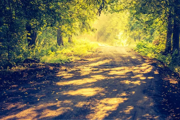 Foto vintage de belas árvores beco iluminado pela luz da manhã — Fotografia de Stock