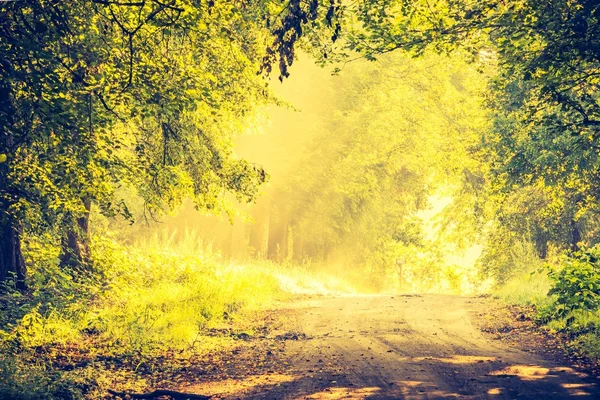 Старовинні фотографії красивих дерев алеї освітлені ранковим світлом — стокове фото
