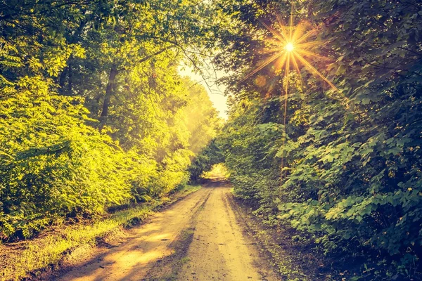 Foto vintage de hermosos árboles callejón iluminado por la luz de la mañana — Foto de Stock