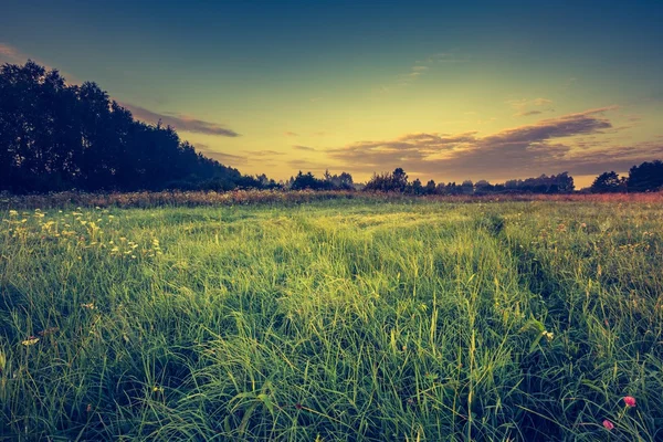 霧の草原に鮮やかな風景のビンテージ写真 — ストック写真