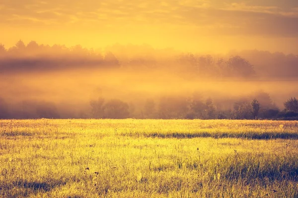 Foto vintage de paisaje vibrante con prado de niebla — Foto de Stock