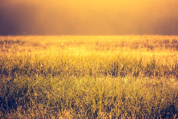 Vintage photo of vibrant landscape with foggy meadow — Stock Photo, Image