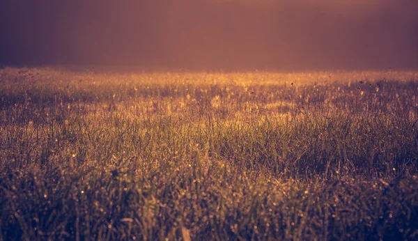 Foto vintage di paesaggio vibrante con prato nebbioso — Foto Stock