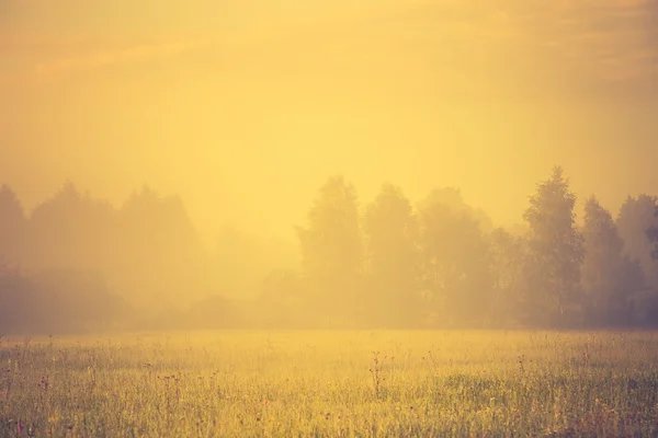 Foto vintage di paesaggio vibrante con prato nebbioso — Foto Stock