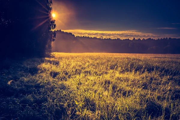 Foto vintage de paisagem vibrante com prado nebuloso — Fotografia de Stock