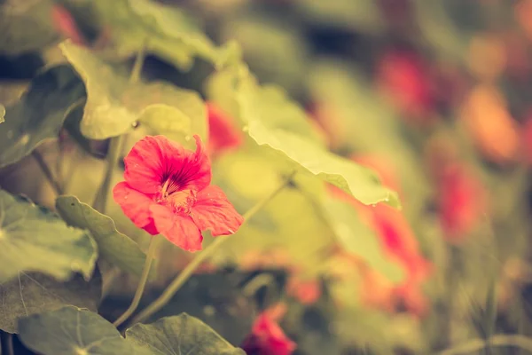 Vintage φωτογραφία του Νεροκάρδαμο λουλούδια ανθίζουν σε garde — Φωτογραφία Αρχείου