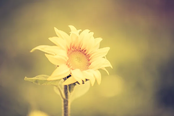 Vintage photo of decorative sunflower — Stock Photo, Image