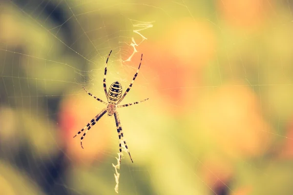 Foto vintage de aranha tigre — Fotografia de Stock