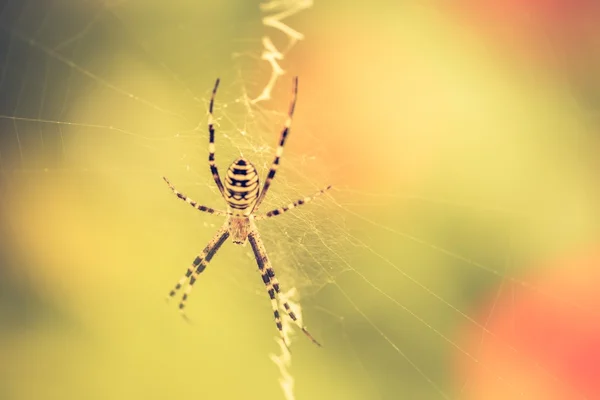 Vintage φωτογραφία του αράχνη τίγρη — Φωτογραφία Αρχείου