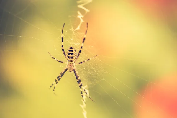 Foto vintage de aranha tigre — Fotografia de Stock