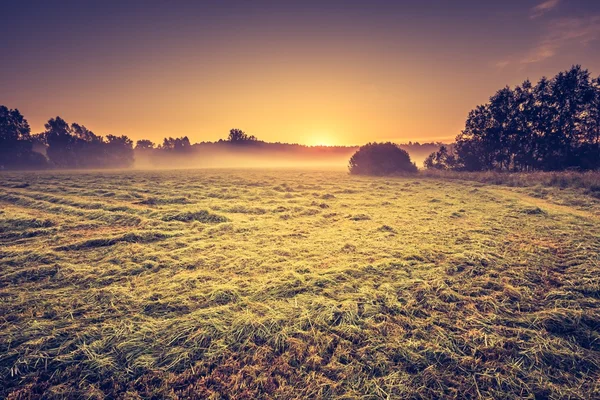 Foto vintage del prado de verano por la mañana — Foto de Stock