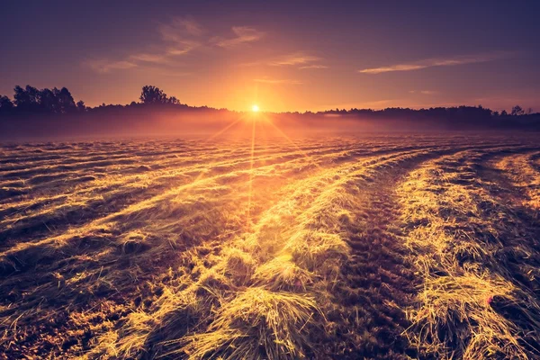 朝の夏の牧草地のビンテージ写真 — ストック写真