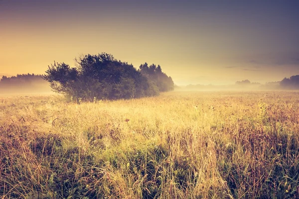 Vintage photo of summer meadow at morning — Stock Photo, Image