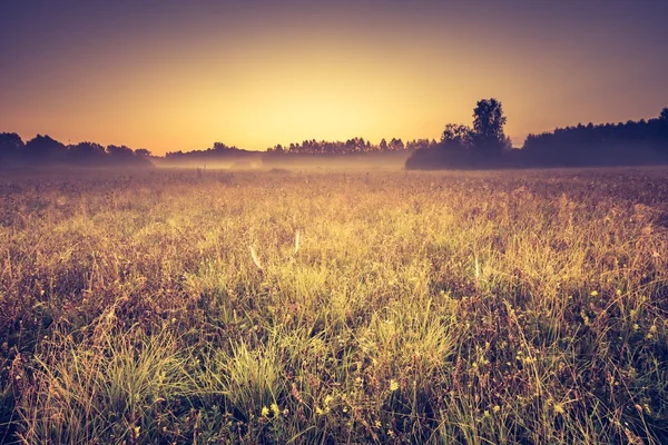 Винтажное фото летнего луга утром — стоковое фото