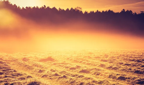 Jahrgangsfoto der Sommerwiese am Morgen — Stockfoto