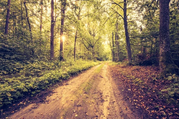 Foto vintage da bela floresta europeia do início do outono — Fotografia de Stock