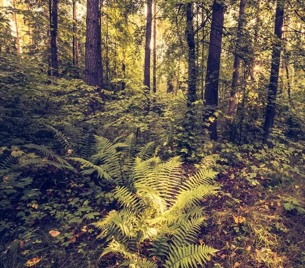 Foto vintage del hermoso bosque europeo de principios de otoño. — Foto de Stock