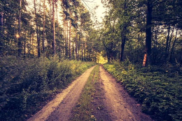 Vintage photo of beautiful early autumn european forest — Stock Photo, Image