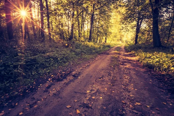Foto vintage da bela floresta europeia do início do outono — Fotografia de Stock