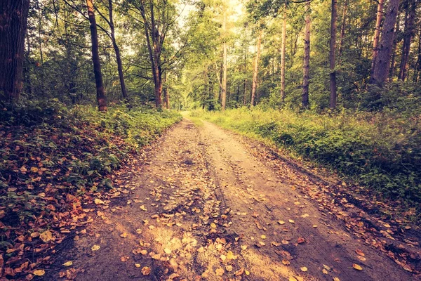 Foto vintage da bela floresta europeia do início do outono — Fotografia de Stock