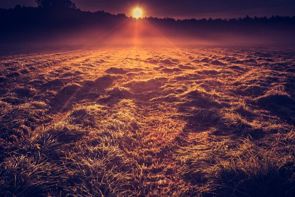 Foto vintage del prado de verano por la mañana — Foto de Stock