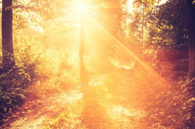 Vintage fotoğraf güzel erken sonbahar Avrupa orman