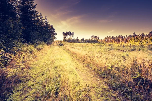 Vintage photo of beautiful early autumn european forest — Stock Photo, Image