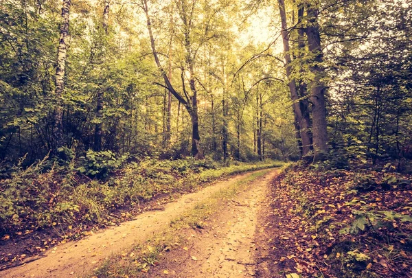 Foto vintage del hermoso bosque europeo de principios de otoño. —  Fotos de Stock