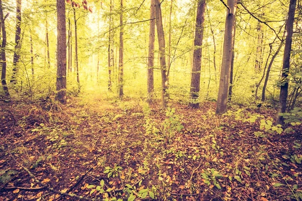 Vintage foto vacker tidig höst Europeiska skog — Stockfoto