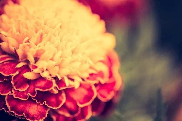 Foto vintage de flores de caléndula — Foto de Stock