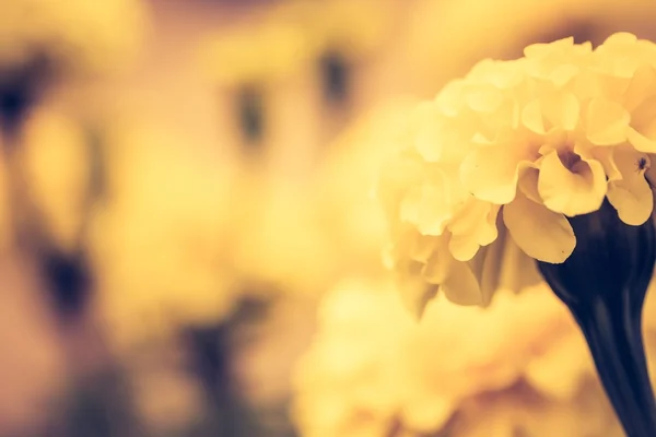 マリーゴールドの花のビンテージ写真 — ストック写真