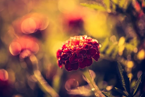 Foto vintage di fiori di calendula — Foto Stock