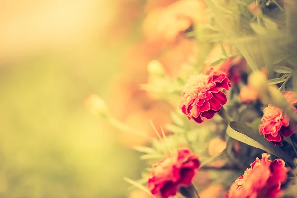 Вінтажні фото квітів чорнобривців — стокове фото
