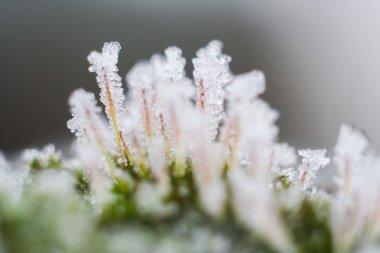 Hoarfrost kışın orman yosun