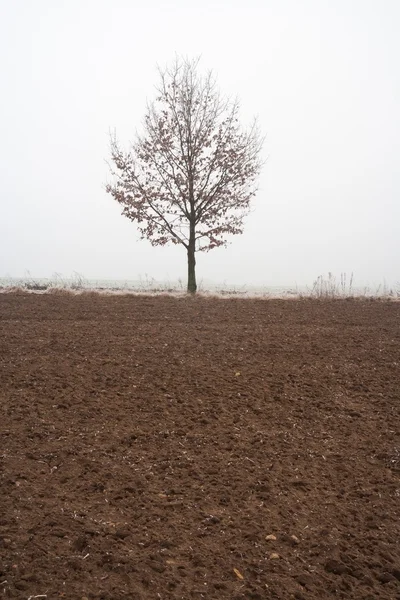 Misterioso niebla invierno campo paisaje — Foto de Stock