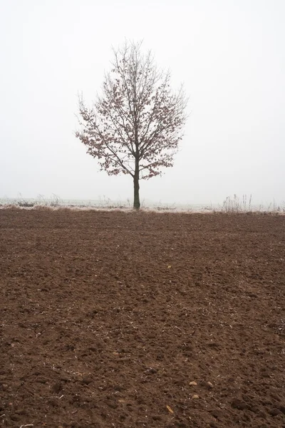 Geheimnisvolle neblige Winterlandschaft — Stockfoto