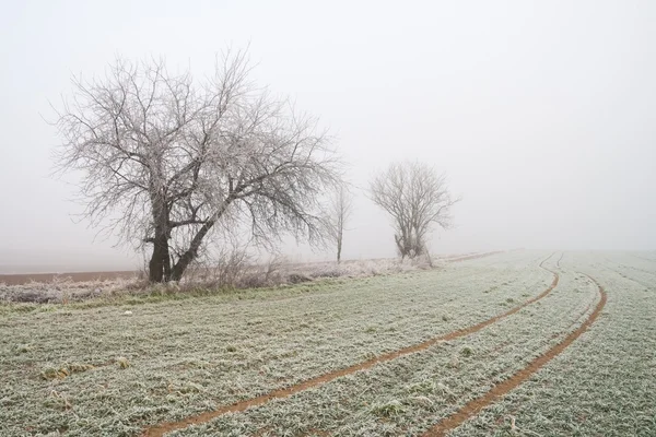 Mysterious foggy winter field landscape