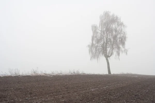 Geheimnisvolle neblige Winterlandschaft — Stockfoto