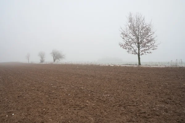 Mysterious foggy winter field landscape