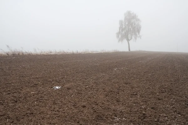 Tajemnicze mglisty zimowy krajobraz pole — Zdjęcie stockowe