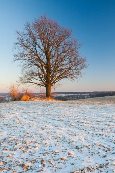 Krásná Zimní krajina pole — Stock fotografie