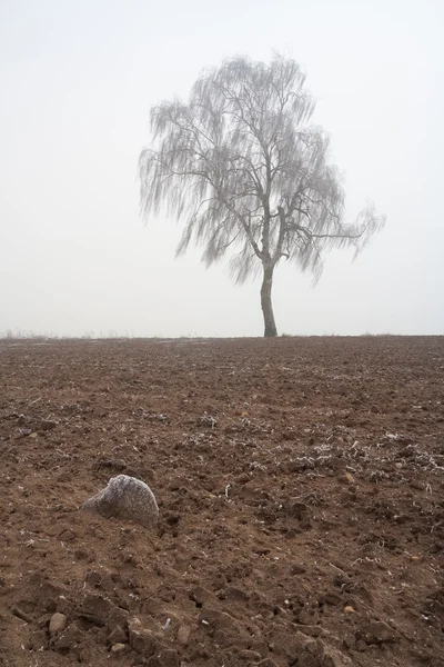 Mysterious foggy winter field landscape