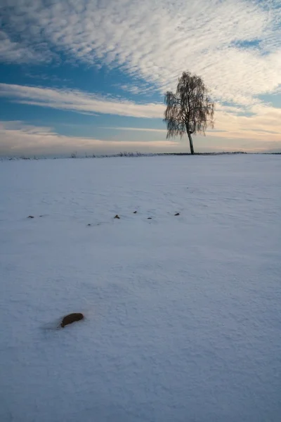 Красивий пейзаж зимового поля — стокове фото