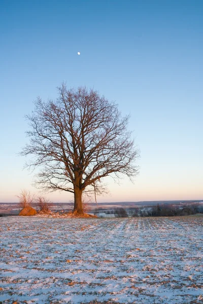 Mooie winterlandschap veld — Stockfoto