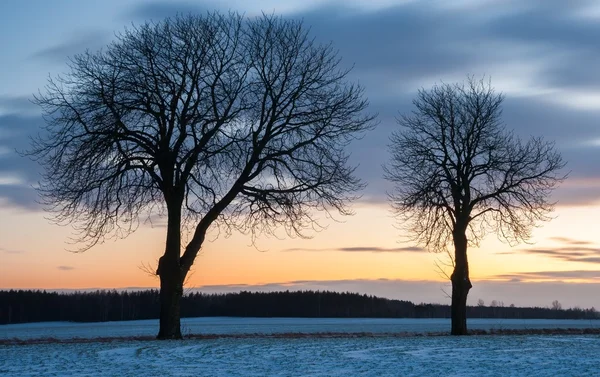 Beautiful winter field landscape