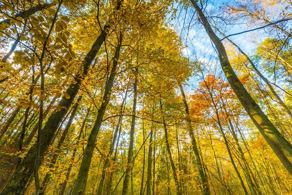 Beautiful wchodzą oddziałów leśnych widoczne od dołu — Zdjęcie stockowe