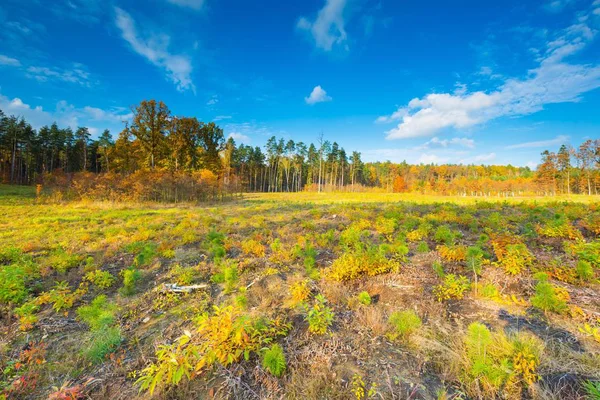 Beautiful european forest at fall — Stock Photo, Image