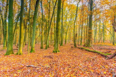Güzel Avrupa orman sonbahar