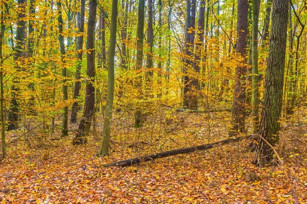 Bela floresta europeia no outono — Fotografia de Stock